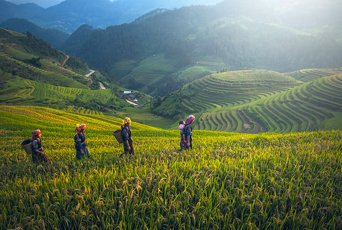 Sapa rice fields