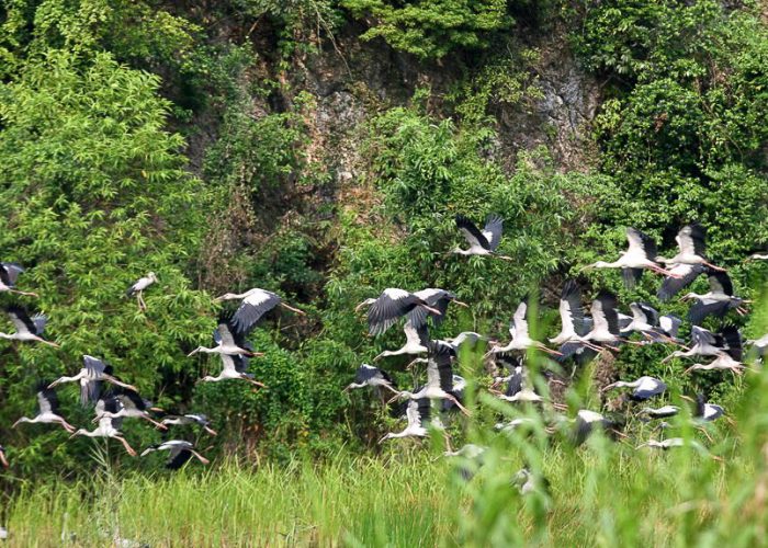 Phu Quoc island guide birds