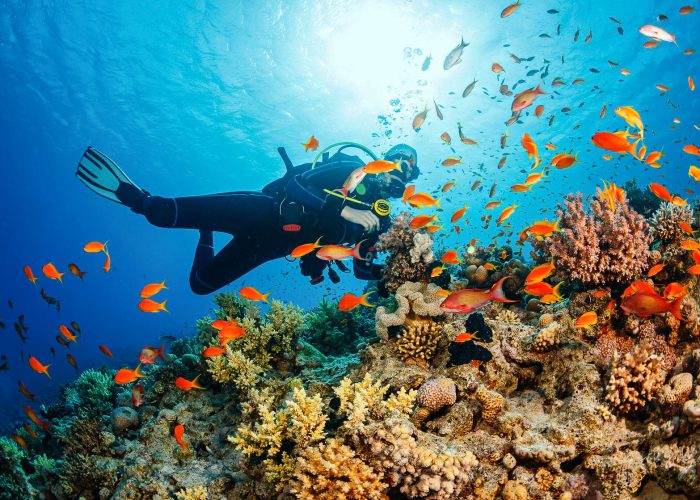 Phu Quoc island guide diving