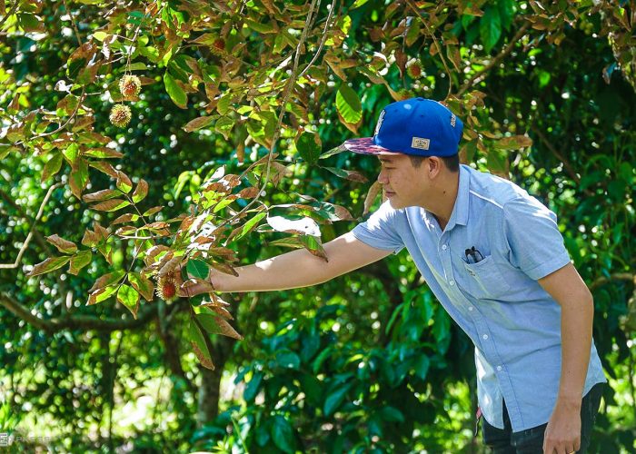 Mekong delta collecting fruit