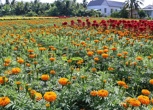 Mekong delta flower garden