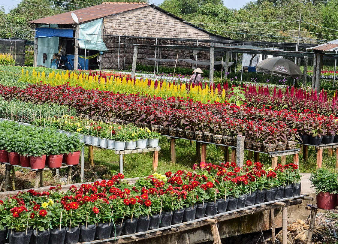 Mekong delta flower garden