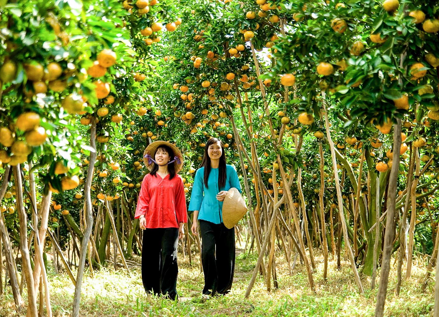 mekong delta fruit garden