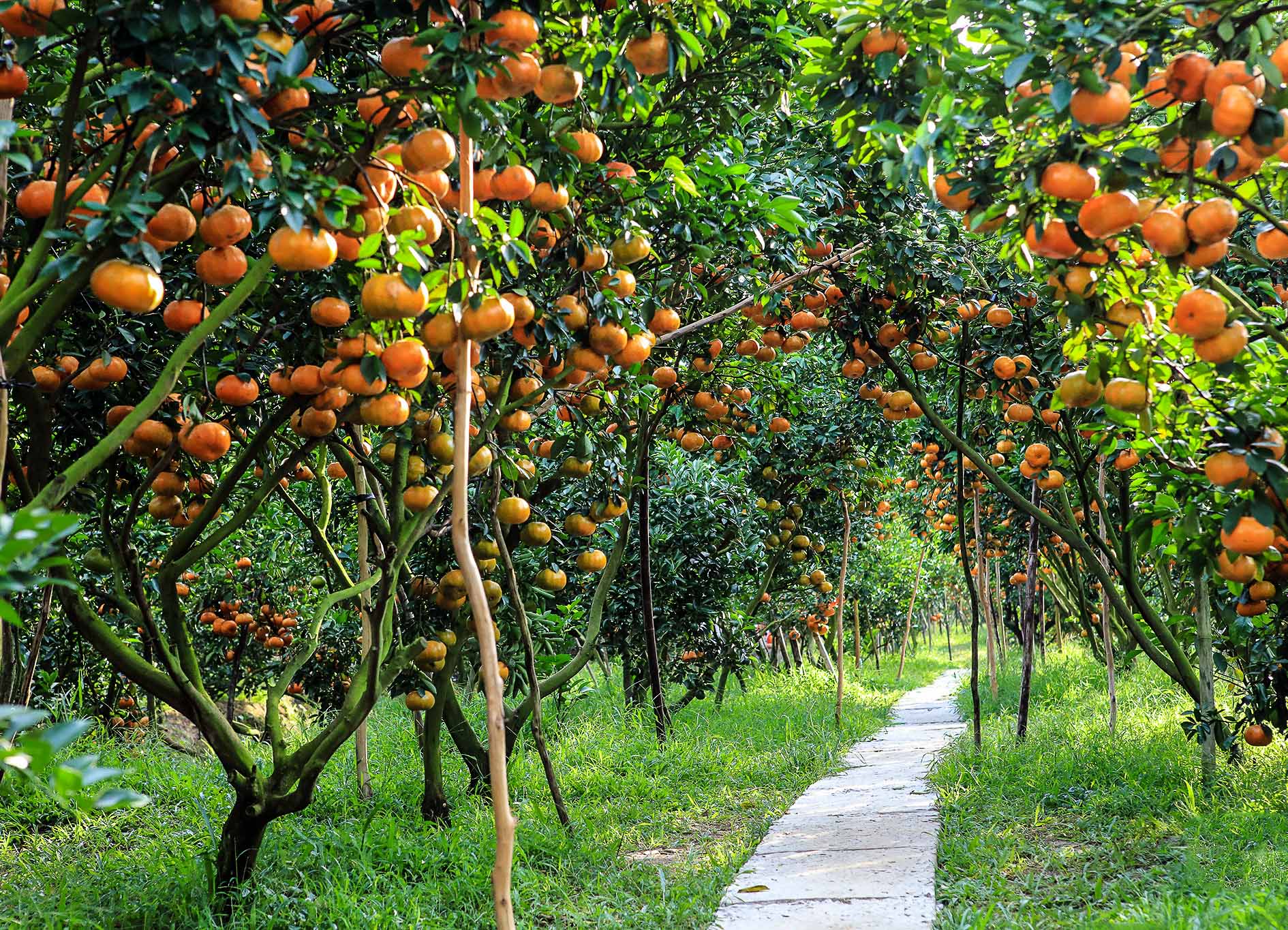 mekong delta fruit garden