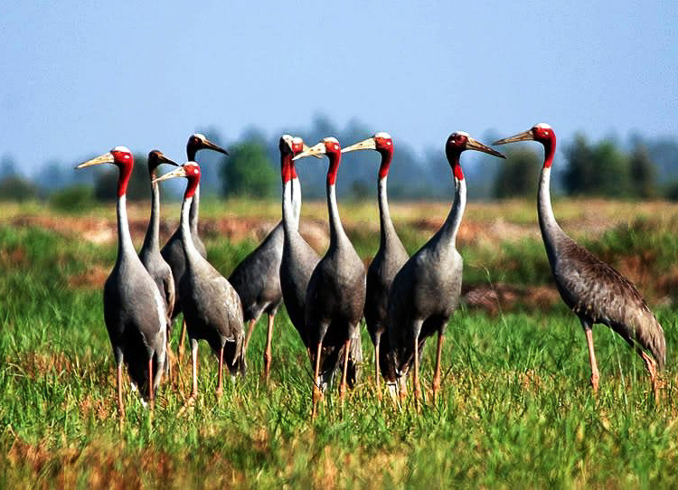 mekong delta red-headed crane