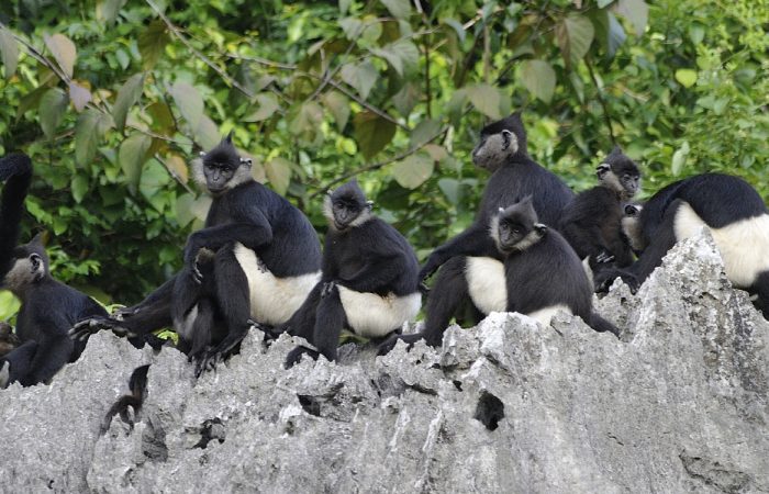 Delacours Langur in Van Long, Ninh Binh, Vietnam