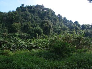 cuc phuong national park