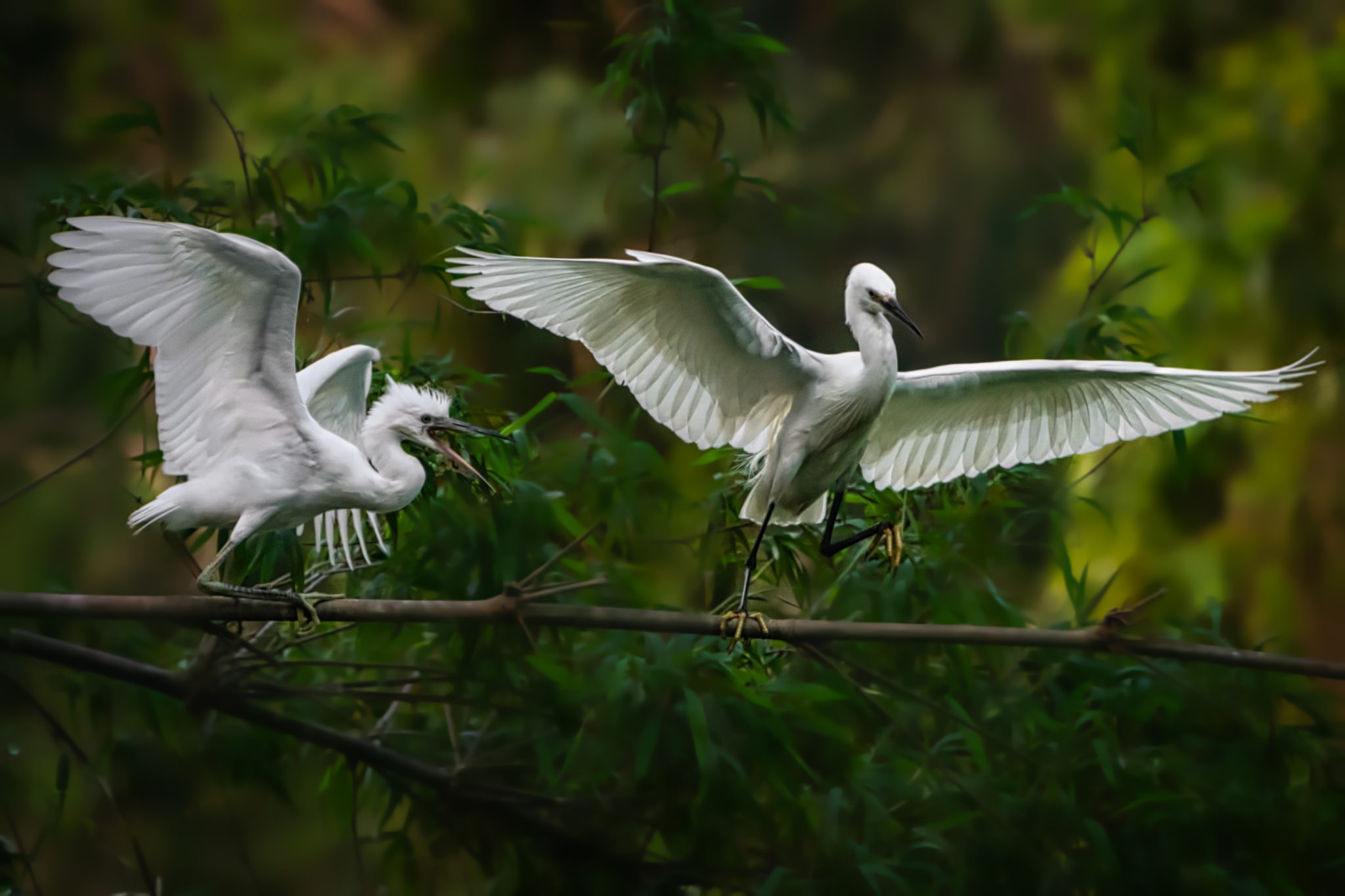 Thung Nham Bird Garden Ninh Binh