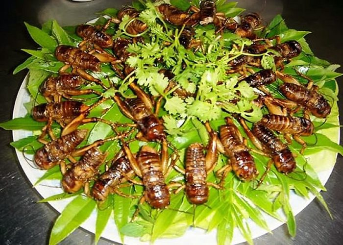 Try cicadas in Mai Chau